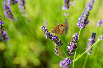 Close-up of butterfly Maniola Jurtina at blossom of lavender on a sunny summer day. Photo taken July 2nd, 2025, Zurich, Switzerland.