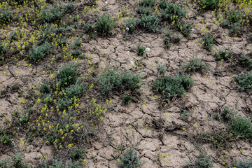 Dry cracked steppe ground with sparse green bushes and yellow wildflowers