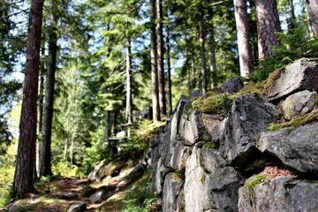 Forest path winds through a rocky hillside. Lush green trees form a canopy, and grey rocks with moss line the slope. Sunlight filters through the foliage