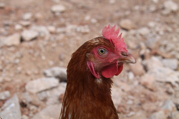 The Head of an Egg Laying Farmyard Chicken Hen Bird.