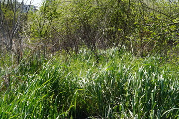 Natural Vegetation: Grass and Bushes on a Sunny Day