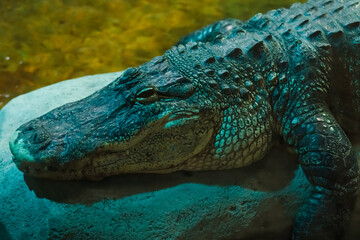 Crocodile resting on rocks near water at an aquarium during the evening hours
