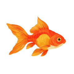Orange gold fish, side view