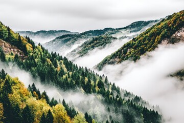 Misty mountain valley, dense forests