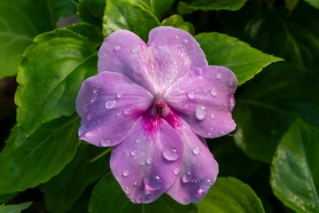 Purple flower with dewdrops in lush green leaves