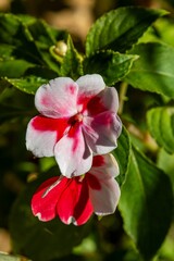 Vibrant Pink and White Flower Close-Up