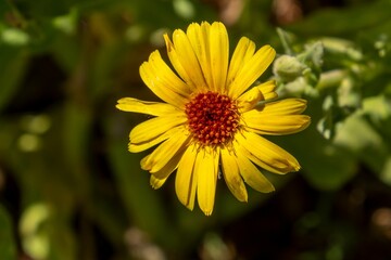 Golden Bloom with Crimson Heart