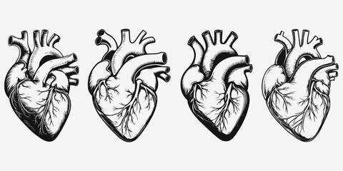 biological human heart sketch illustration vector