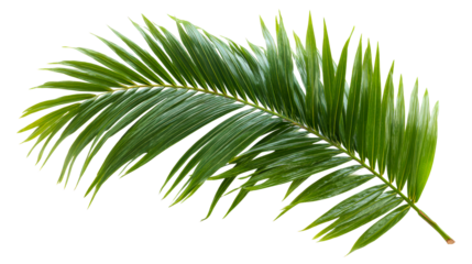 Tropical palm frond, vibrant green foliage, isolated, cut out transparent