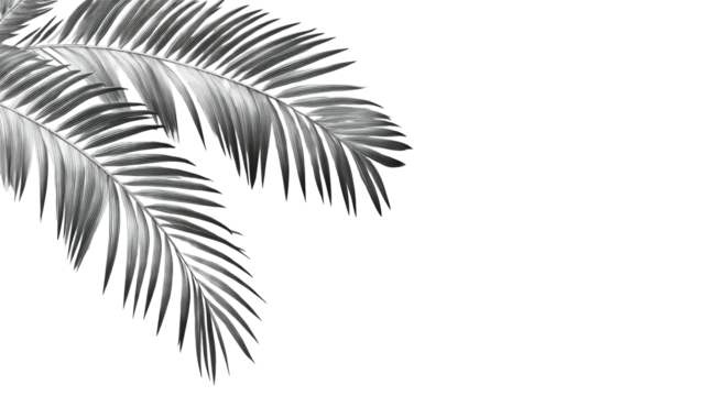Metallic palm foliage, black space, minimal, silhouette, cut out transparent