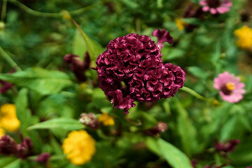 Natural velvet in a Cambodian garden