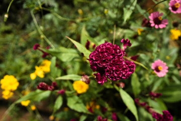 Natural velvet in a Cambodian garden