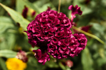 Natural velvet in a Cambodian garden