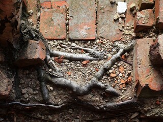 Birch roots breaking bricks beneath crumbled soil in a scene of erosion, decay, and natural persistence