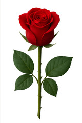 Red rose blooming with green leaves on transparent background