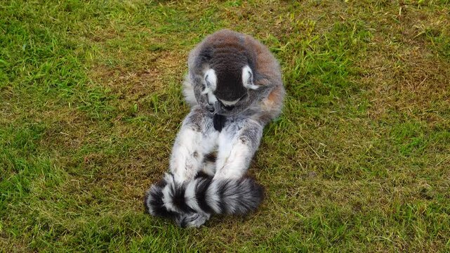 Ring-tailed lemur (lemur catta) grooms himself, cleans his  penis