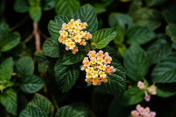 Bouquet of pastel-colored lantanas