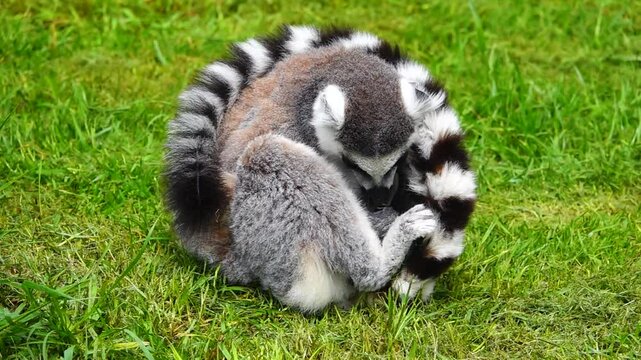 Ring-tailed lemur (lemur catta) sits tail and wrapped around himself licks itself cleans its penis. slow motion