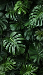 Fototapeta premium Lush Green Monstera Leaf Backdrop Perfectly Enhances Your Design Aesthetic with Natural Elegance