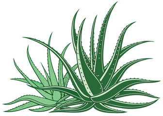Fototapeta premium Aloe vera plant medicinal succulent green leaves botanical drawing detailed graphic vector illustration