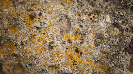 background textures and layers, nature background, macro photography