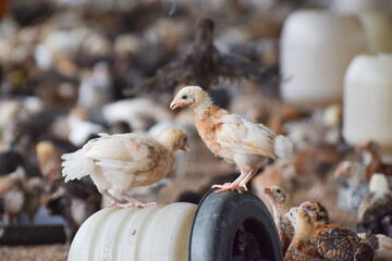 golden misri poultry farming, Close up hen in the chicken farm.Concept organics farm, organic...
