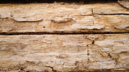 background textures and layers, nature background, macro photography