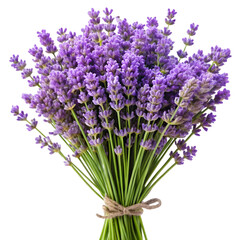 Fototapeta premium Fragrant lavender bouquet with soft purple blooms and slender green stems isolated on white background