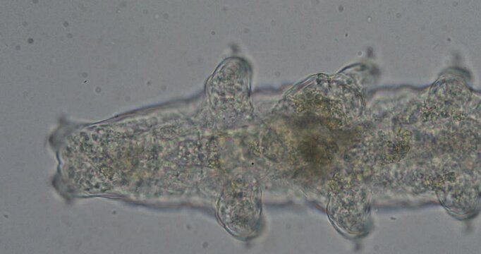 Microscopic view of water bear, tardigrade, moving legs on white background