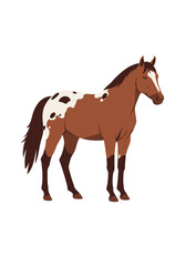Obraz premium Brown and white spotted horse standing calmly on a white background 