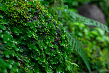 Close-up of lush green moss and tiny leafy plants growing on a moist rock in a tropical forest. The...