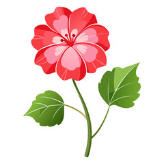  geranium flower on white background