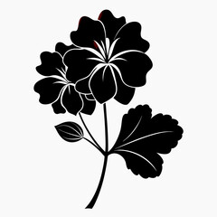 geranium flower silhouette on white-background