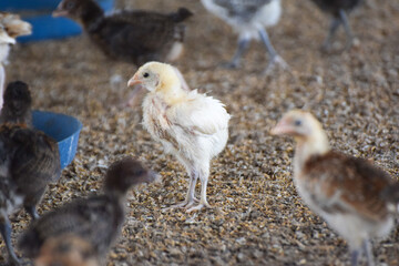 golden misri poultry farming, Close up hen in the chicken farm.Concept organics farm, organic...