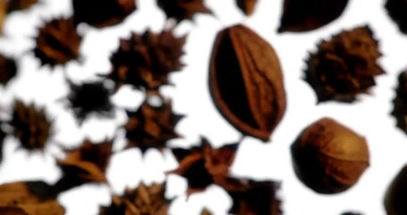 Variety of Natural Elements Against White Background for Creative Designs - Powered by Adobe