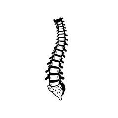 Human Spine anatomy drawing: An illustrative depiction of the human spine in a hand-drawn style, showcasing its intricate structure and the relationship of vertebrae.
