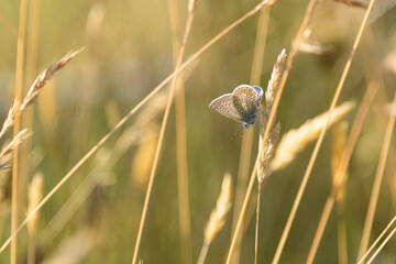 butterfly in golden sunlight in the field 