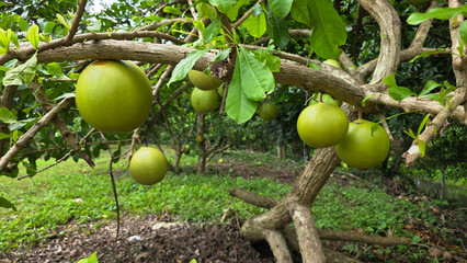 Calabash tree growing in a tropical area, featuring large round green fruits used for crafts,...