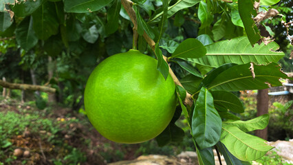 Single green calabash fruit growing on a thick woody branch, surrounded by leaves in a tropical outdoor environment.