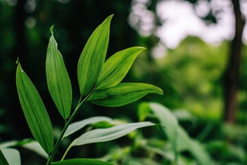 Obraz premium Close-up of vibrant green leaves in lush foliage