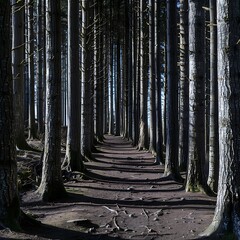 Serene path through a dense woodland, sunlight filtering through tall, towering trees