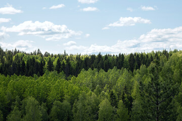 Green treetops and beautiful cloudy blue sky,   mixed forest landscape