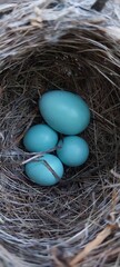 Cuckoo Egg in Chestnut-flanked White-eye Nest – Brood Parasitism Behavior in Birds