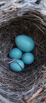 Cuckoo Egg in Chestnut-flanked White-eye Nest &ndash; Brood Parasitism Behavior in Birds