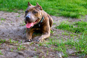 Funny pitbull relaxing with tongue hanging out