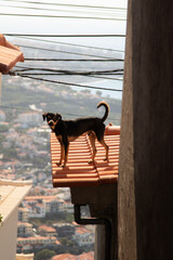 Dog on a roof top in Madeira Portugal