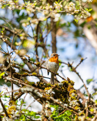 A robin in a bramble bush