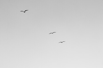 Three seagulls all inline in black and white