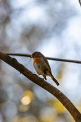 Inquisitive robin sitting on a branch