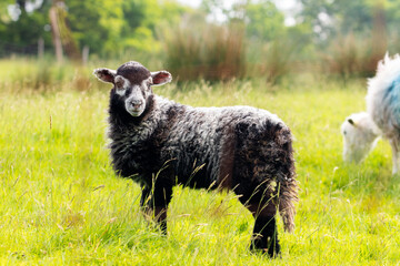 Black and white lamb standing in a field